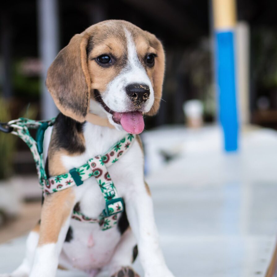 A dog sitting on the ground wearing a harness.